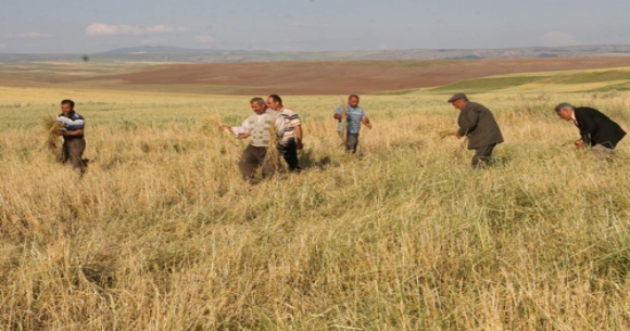 Yozgat ta Dolu dan 15 bin dekar zarar...