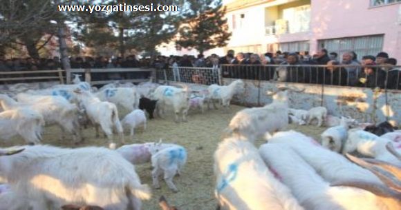 Yozgat �and�r da 15 �ift�iye 315 Saanen Ke�isi Da��t�ld�