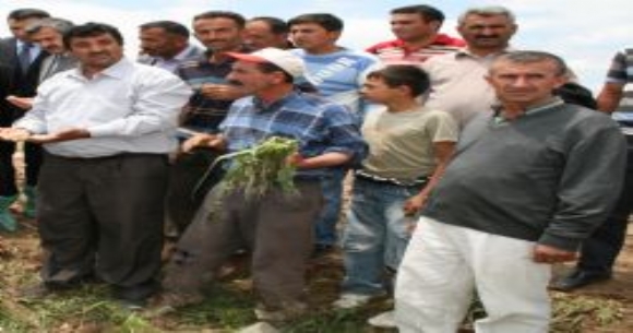 EK�L� ALANLARA DOLU ZARAR VERD�