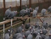 Yozgat'ta Kene ile M�cadele i�in Be� Tavu�u �retiliyor
