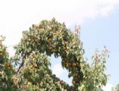 Yozgat ta bu sene �r�n bol...