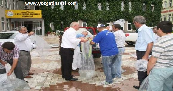 Yozgatta, 8 g�lete 50 bin yavru sazan bal��� b�rak�ld�.