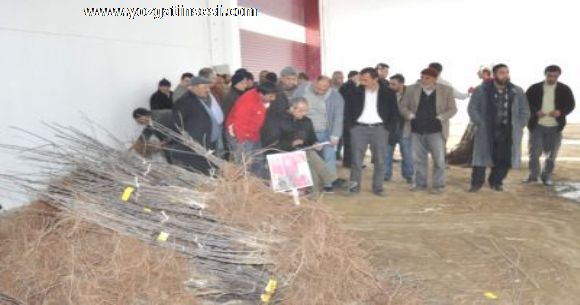 Yozgatta Meyvecilik Geli�tiriliyor