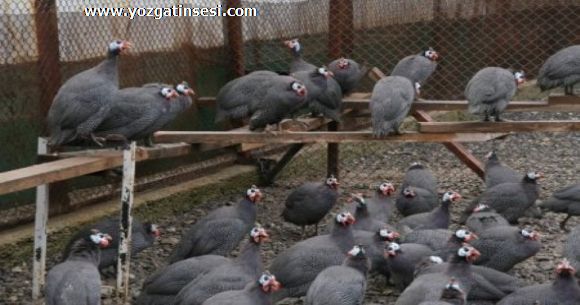 Yozgat'ta Kene ile M�cadele i�in Be� Tavu�u �retiliyor