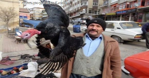 Y�lba�� Hindileri Yozgat ta Sat��ta!