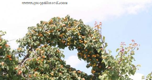 Yozgat ta bu sene �r�n bol...